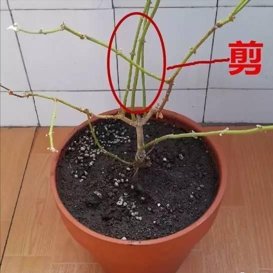 2月开什么花