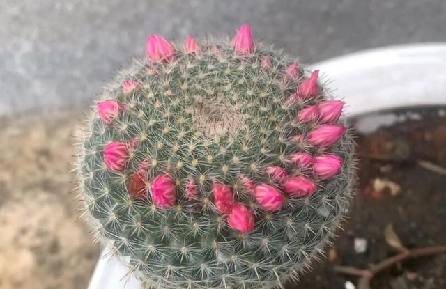 会开花的仙人球养在什么位置最好（5种仙人球很容易开花）(6)