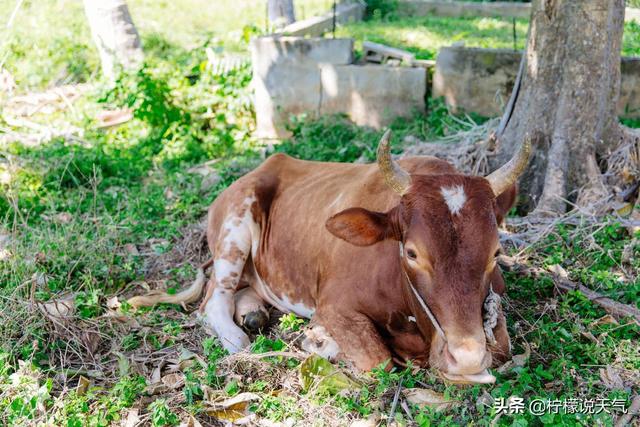 天气预报：明日进八九，新一轮暴雪来袭，倒春寒来了吗？农谚咋说