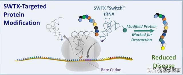 Nature：tRNA 疗法，制药新风口