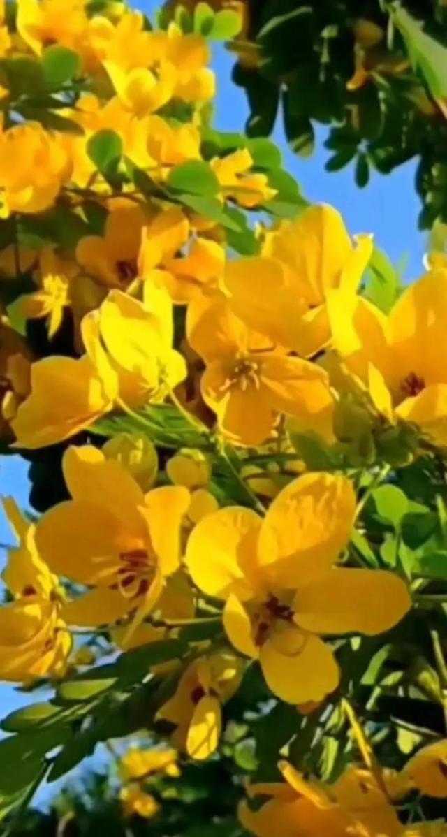 人间最美四月天，百花开满园
