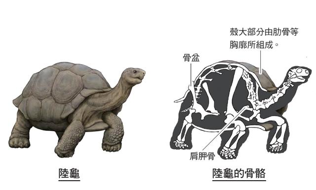 进化论的终极BUG：乌龟凭什么会成为科学家们的“噩梦”？