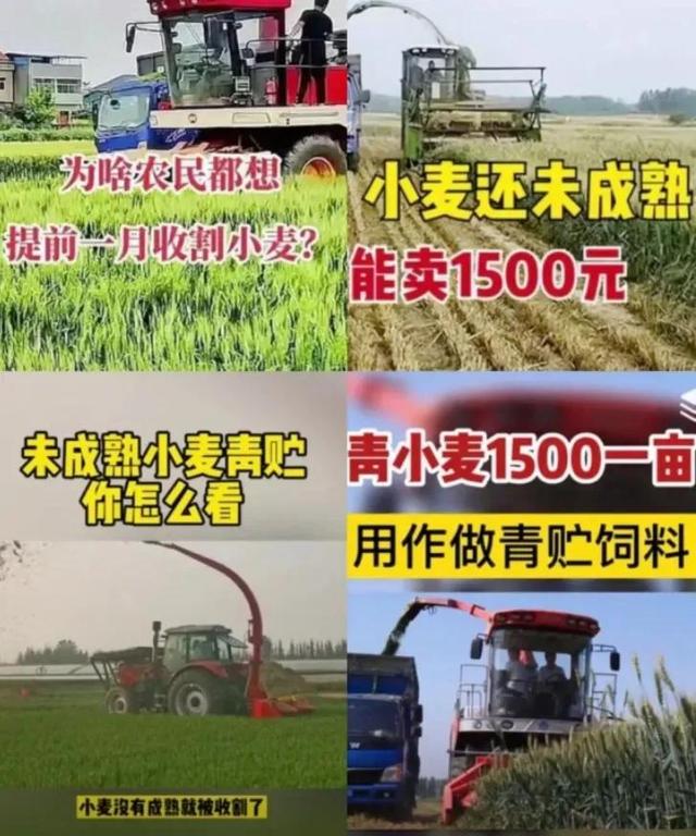 小麦青储疑云，把没熟的麦子割了怎么可能更赚钱？