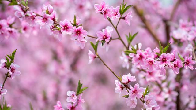 桃花的样子怎么写