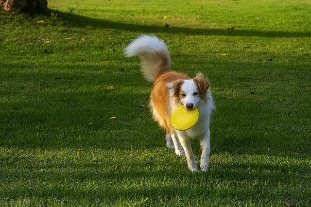 边牧 边牧（边牧是中型犬还是大型犬） 动物