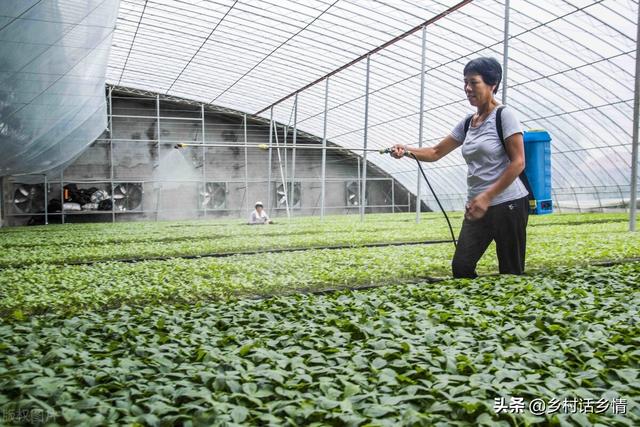 种菜你还用这些肥料和农药吗？危害到底有多大？先了解清楚吧5