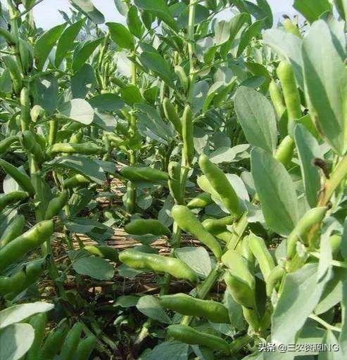 怎么科学的种植与防治蚕豆病虫害的方法详解