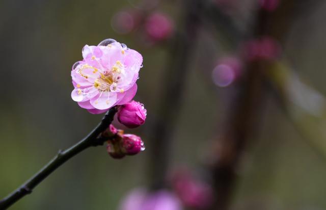 描写梅花的优美句子，关于春天的梅花诗？