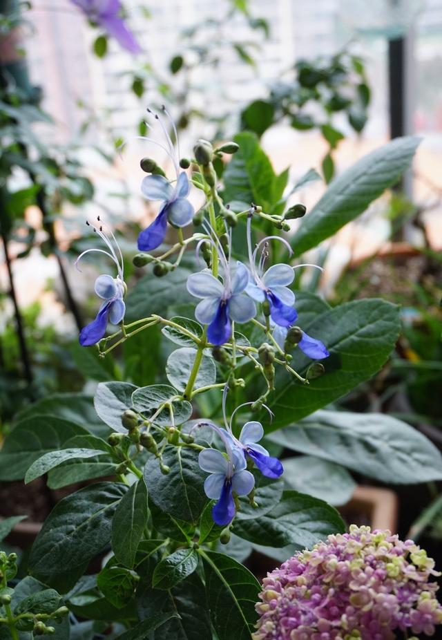 蓝蝴蝶 蓝蝴蝶（蓝蝴蝶和洛神花好评评语） 生活