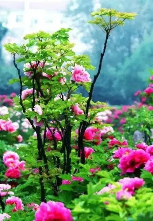 牡丹、芍药大比拼，到底谁最美