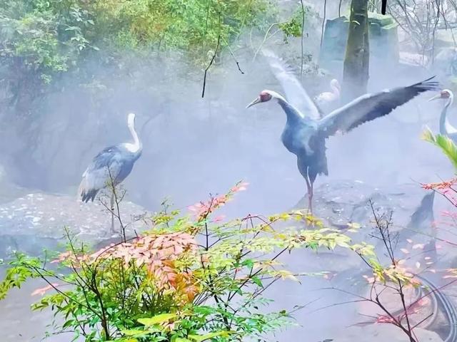 雅安国庆旅游推荐2-3天游（打卡雅安①8条精品旅游路线）(4)