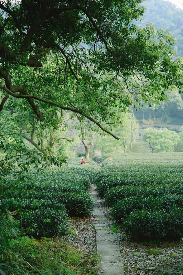 两位小姐姐花光积蓄，开了家10个房的民宿，每天花式宠客