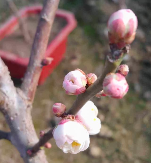 花中四君子指什么