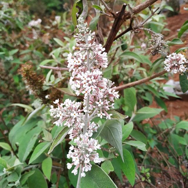 密蒙花 密蒙花（密蒙花粉怎么吃） 生活