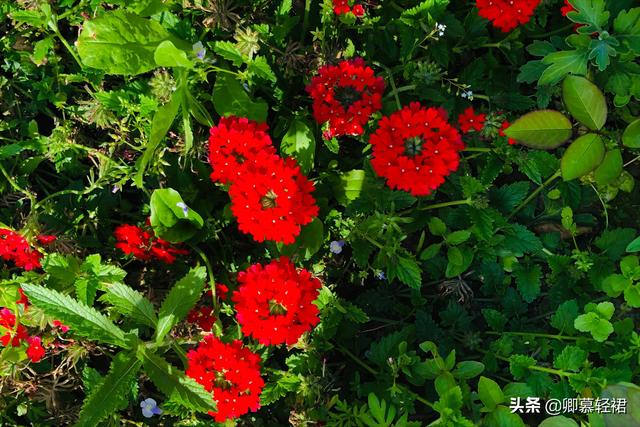 在江南的烟雨里，邂逅一路的夏花——繁华或落寞，皆是芬芳