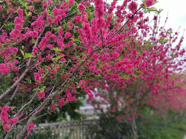 立夏修行德与才