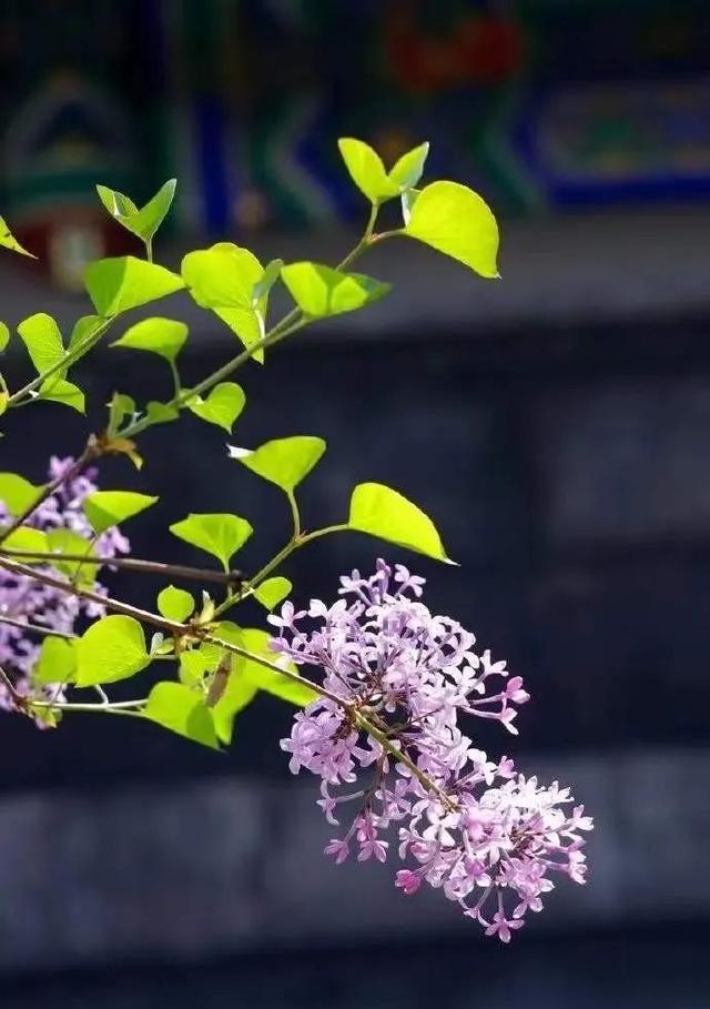 散文：丁香花，千千结