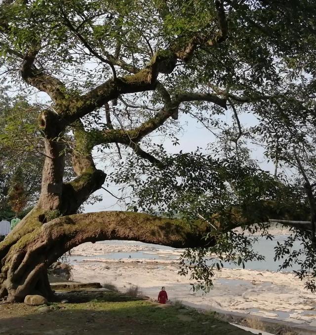 大悲咒朗读原版全文（大悲经咒全文3780分钟音频）