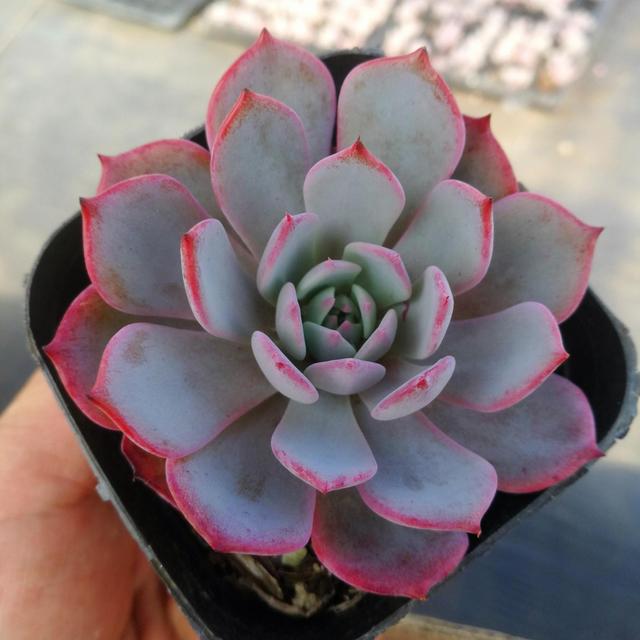多肉