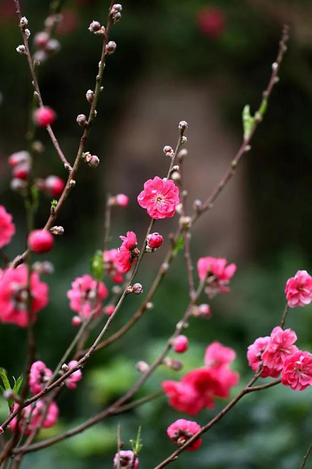 一生长做惜花人