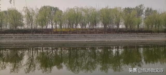 花开杨柳青