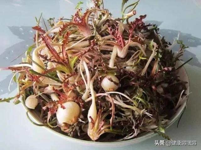 春分过后，野菜香，多吃这5种，下火、祛湿、排毒，少遭病魔侵扰