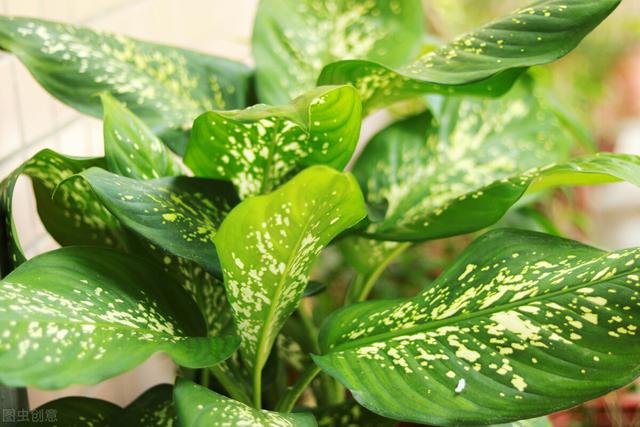 净化空气的室内植物