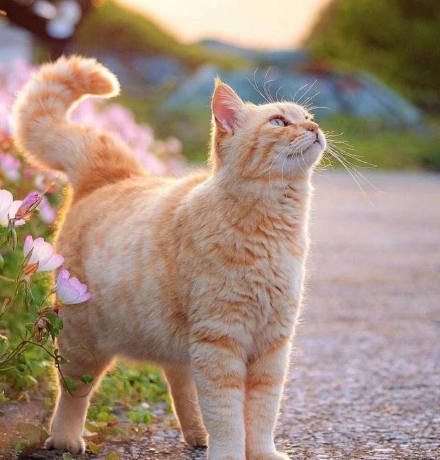 中华田园猫品类多,他们聪明伶俐,独立勇敢,抵抗力强.