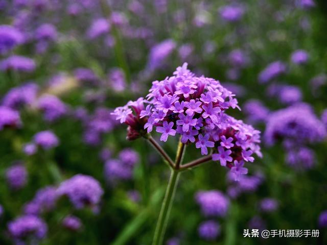 照片尺寸对照表 照片尺寸对照表（证件照片尺寸对照表） 生活