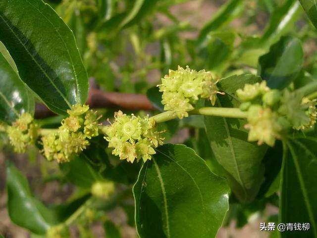 沾化冬枣促花保果技术1