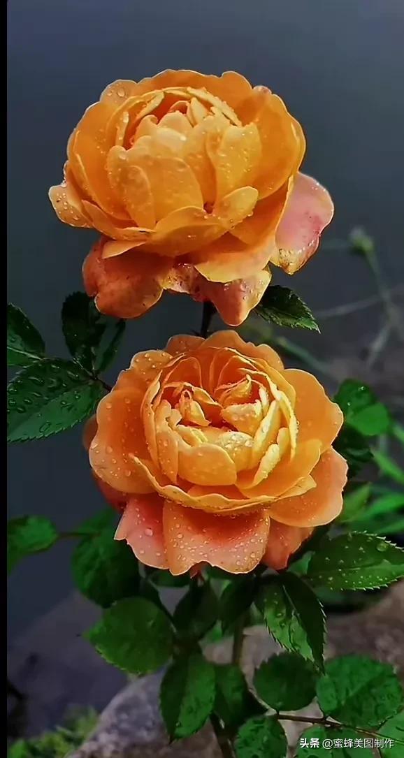 鲜花，因盛开而芬芳，因走过而醉人