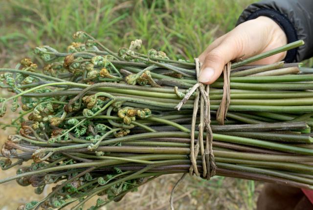 提醒：农村生活中常见的5种野菜，尽量少碰，别再误食了