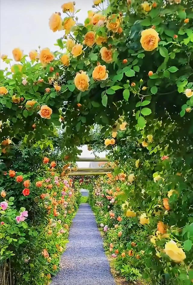 最美的花路，走不完的浪漫