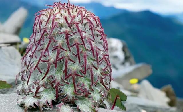 乡下野生的花有哪些（7种野生保护花再漂亮也别买）(10)