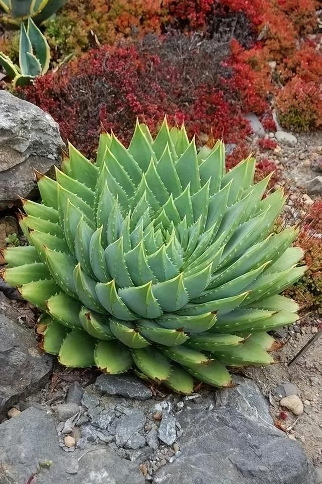 芦荟产地