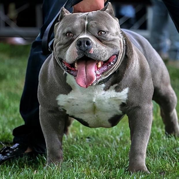 恶霸犬多少钱(美国恶霸犬多少钱) 资讯 第2张