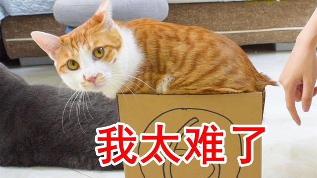 曼赤肯猫