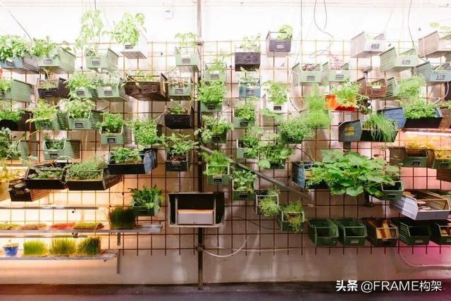 ​城市农业：“可以吃”的社区、超市变“农场”、鱼菜共生系统