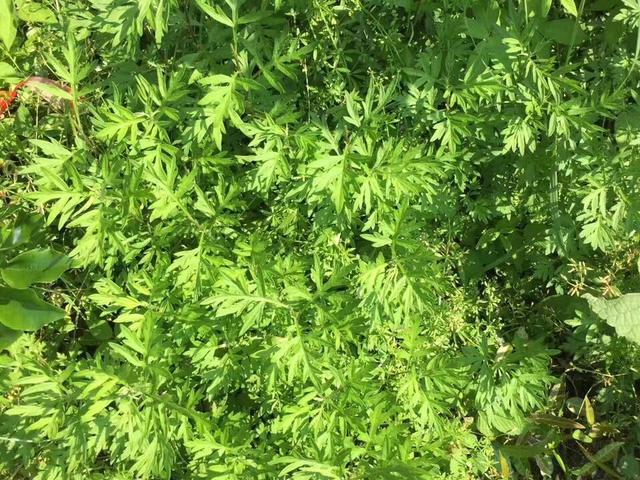 清明前后，碰到这菜别手软，一次囤30斤放冰箱，冬天吃还照样新鲜