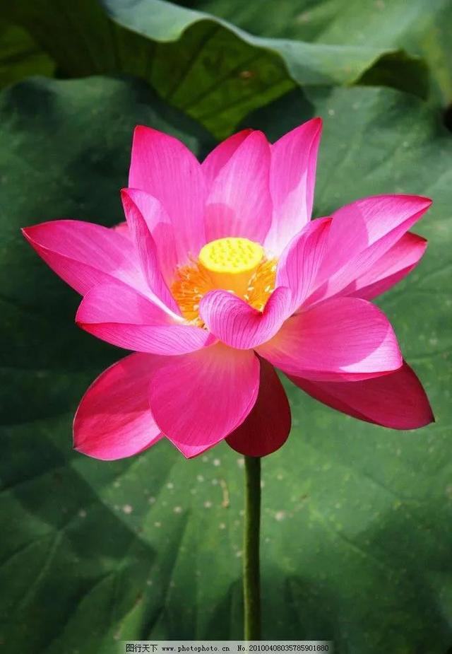 分享图片，百花盛开，五彩缤纷，太美了！令人心情无比愉悦