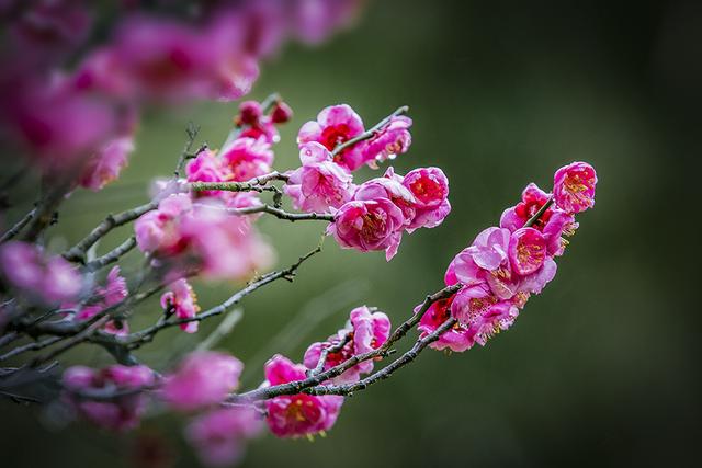 宫粉梅 宫粉梅(宫粉梅花) 生活