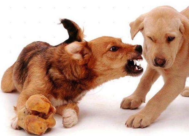 狗狗藏食怎么改变(狗狗藏食物好不好)-艾拉养犬