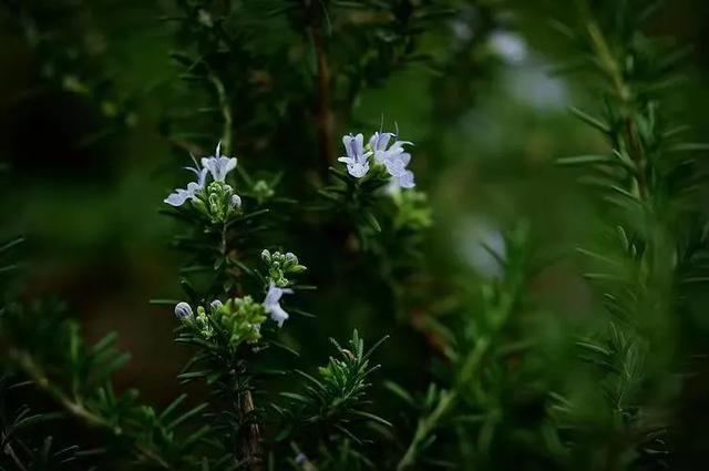 迷迭香的花语