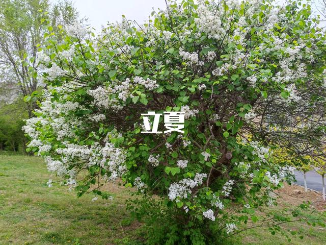 明日立夏，别忘了“补夏”，吃3肉食4菜，忌3事，夏天不“苦夏”