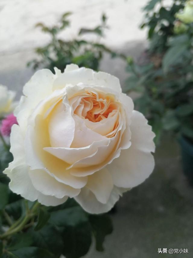 零差评月季——碧翠丝