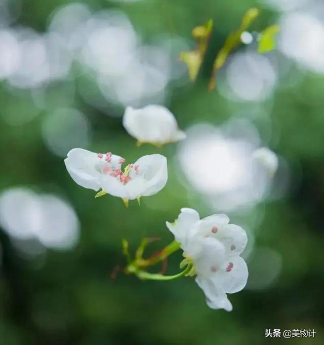 赞美女人有才华有气质的句子，书卷气的女人是什么样？