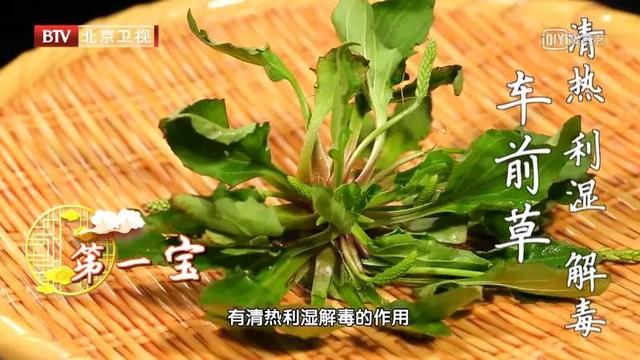 鲜嫩时是菜，晒干后能入药！这些好处多多的野菜可别错过