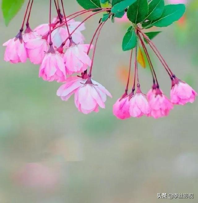 杀死一只知更鸟