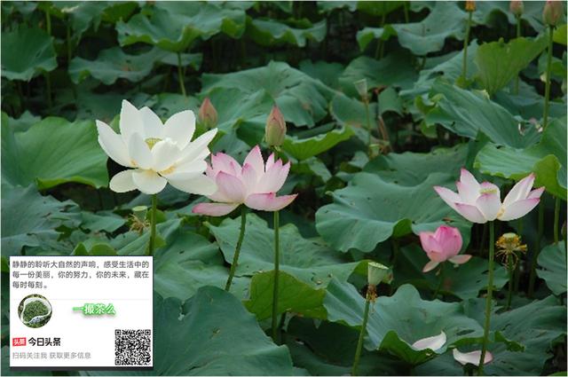 清明的意义