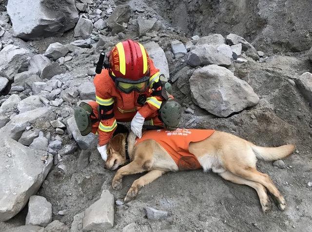明明有生命探测仪，为何搜救犬仍必不可少？